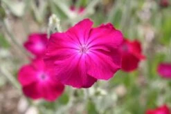 Summer Of Love (Belebende Flower Power Für Ihren Garten!) 37 Summer Of Love (Belebende Flower Power Für Ihren Garten!) -Angebote Pflanzen Store 2002767 Summer 20of 20Love Belebende 20Flower 20Power 20fuer 20Ihren 20Garten 16