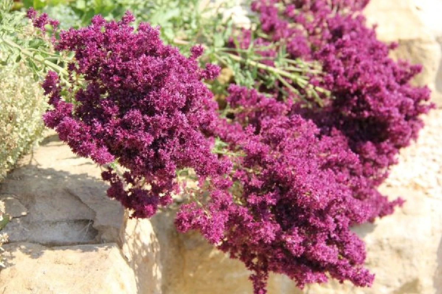 Summer Of Love (Belebende Flower Power Für Ihren Garten!) 20 Summer Of Love (Belebende Flower Power Für Ihren Garten!) – Bild 18