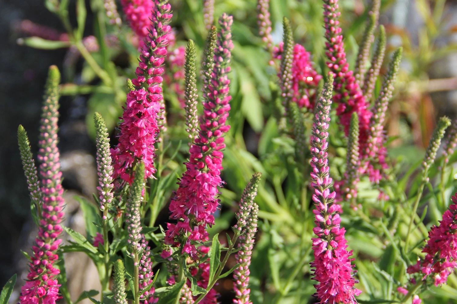 Summer Of Love (Belebende Flower Power Für Ihren Garten!) 21 Summer Of Love (Belebende Flower Power Für Ihren Garten!) – Bild 19