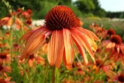 Summer Of Love (Belebende Flower Power Für Ihren Garten!) 25 Summer Of Love (Belebende Flower Power Für Ihren Garten!) -Angebote Pflanzen Store 2002767 Summer 20of 20Love Belebende 20Flower 20Power 20fuer 20Ihren 20Garten 4