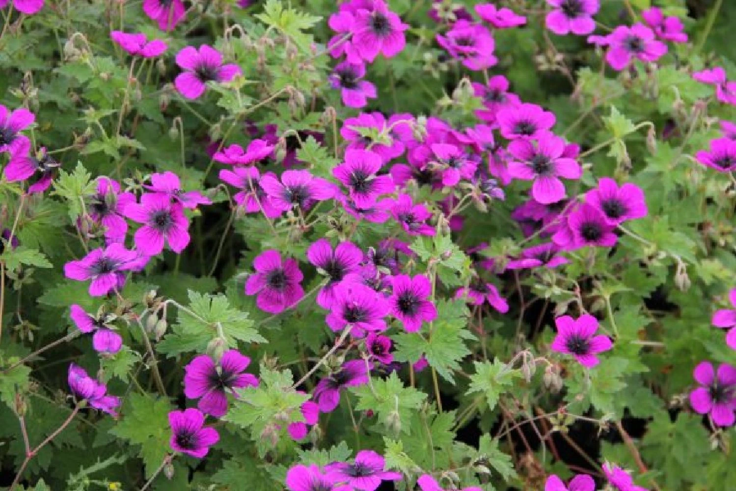 Summer Of Love (Belebende Flower Power Für Ihren Garten!) 7 Summer Of Love (Belebende Flower Power Für Ihren Garten!) – Bild 5