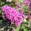 Buddleja Davidii 'Free Petite® Tutti Frutti' (Zwerg-Sommerflieder) -Angebote Pflanzen Store 2002911 Buddleja 20davidii 20Free 20Petite 20Tutti 20Frutti Zwerg Sommerflieder 1