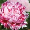 Paeonia Lactiflora 'Candy Stripe' (Edelpfingstrose)