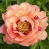 Paeonia Itoh-Hybride 'Callie's Memory' (Intersektionelle Pfingstrose) -Angebote Pflanzen Store 2002917 Paeonia 20Itoh Hybride 20Callies 20Memory Intersektionelle 20Pfingstrose 1