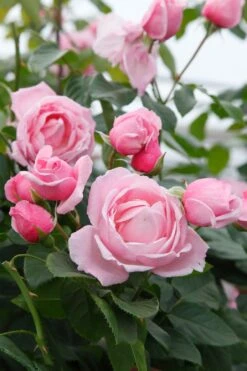 Rose 'Kiss Me Kate' (Kletterrose) -Angebote Pflanzen Store 2003015 Rose 20Kiss 20Me 20Kate Kletterrose 2