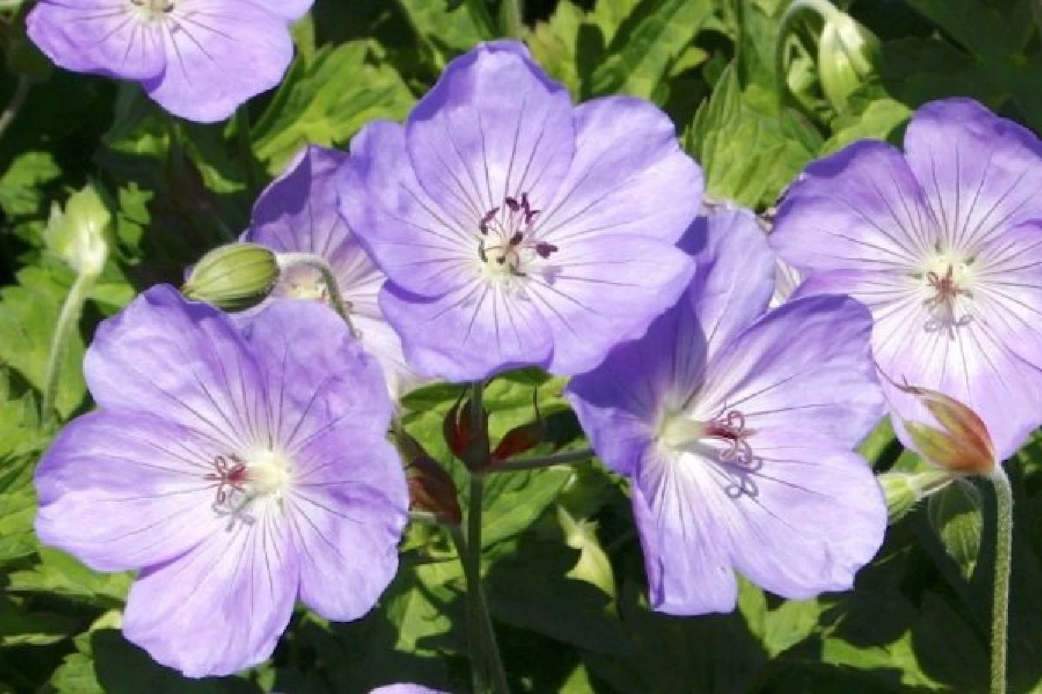 Traumhaftes Terrassenbeet (Doppelte Freude Durch Zwei Ansichtsseiten) 14 Traumhaftes Terrassenbeet (Doppelte Freude Durch Zwei Ansichtsseiten) – Bild 12