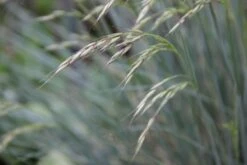 Traumhaftes Terrassenbeet (Doppelte Freude Durch Zwei Ansichtsseiten) 35 Traumhaftes Terrassenbeet (Doppelte Freude Durch Zwei Ansichtsseiten) -Angebote Pflanzen Store 2003046 Traumhaftes 20Terrassenbeet Doppelte 20Freude 20durch 20zwei 20Ansichtsseiten 14