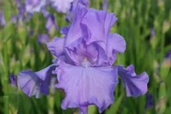 Traumhaftes Terrassenbeet (Doppelte Freude Durch Zwei Ansichtsseiten) 36 Traumhaftes Terrassenbeet (Doppelte Freude Durch Zwei Ansichtsseiten) -Angebote Pflanzen Store 2003046 Traumhaftes 20Terrassenbeet Doppelte 20Freude 20durch 20zwei 20Ansichtsseiten 15