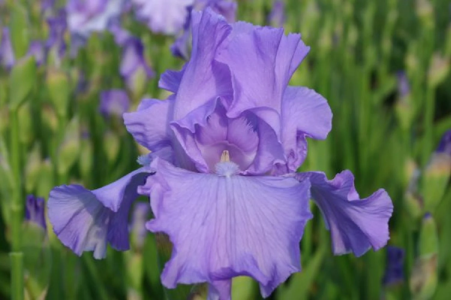 Traumhaftes Terrassenbeet (Doppelte Freude Durch Zwei Ansichtsseiten) 17 Traumhaftes Terrassenbeet (Doppelte Freude Durch Zwei Ansichtsseiten) – Bild 15