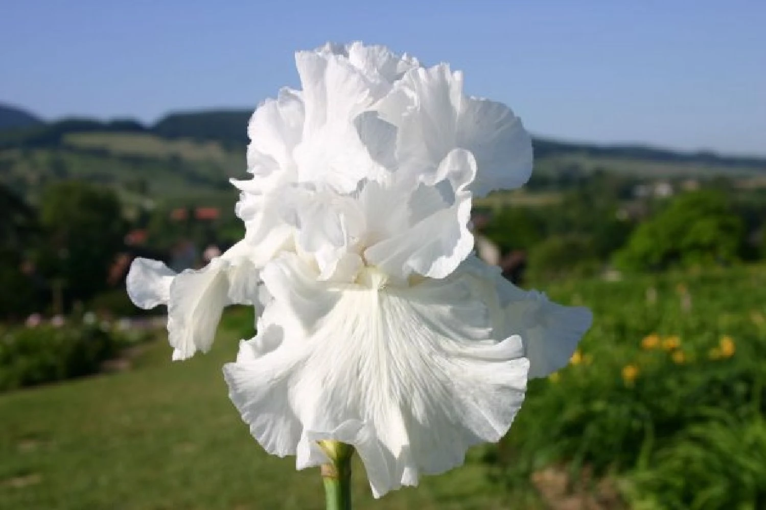 Traumhaftes Terrassenbeet (Doppelte Freude Durch Zwei Ansichtsseiten) 18 Traumhaftes Terrassenbeet (Doppelte Freude Durch Zwei Ansichtsseiten) – Bild 16