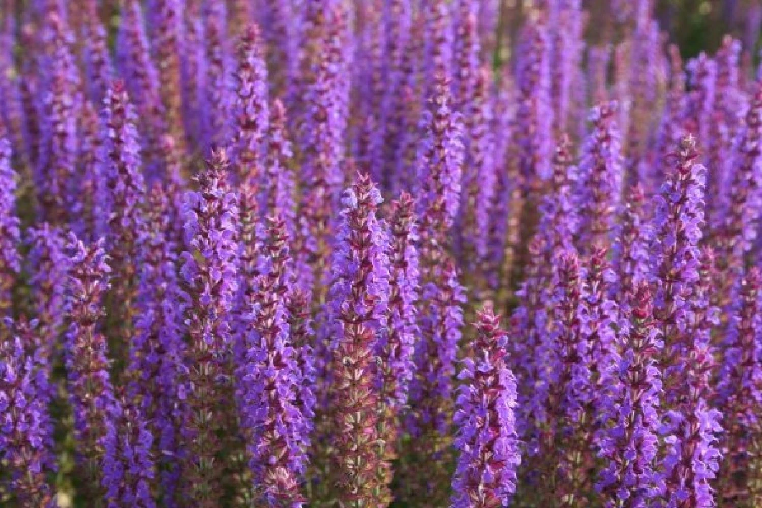 Traumhaftes Terrassenbeet (Doppelte Freude Durch Zwei Ansichtsseiten) 21 Traumhaftes Terrassenbeet (Doppelte Freude Durch Zwei Ansichtsseiten) – Bild 19