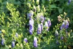 Traumhaftes Terrassenbeet (Doppelte Freude Durch Zwei Ansichtsseiten) 24 Traumhaftes Terrassenbeet (Doppelte Freude Durch Zwei Ansichtsseiten) -Angebote Pflanzen Store 2003046 Traumhaftes 20Terrassenbeet Doppelte 20Freude 20durch 20zwei 20Ansichtsseiten 3