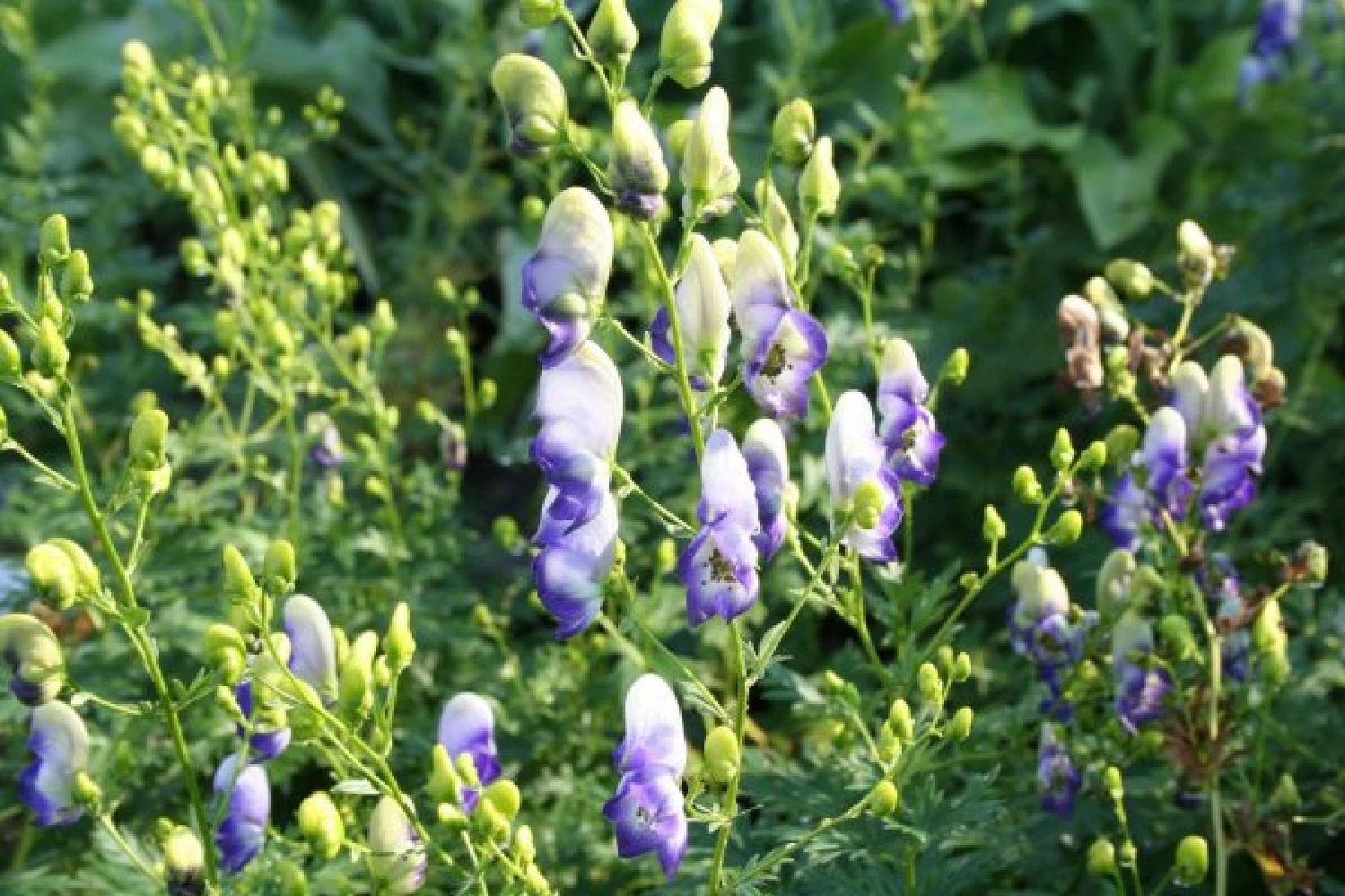 Traumhaftes Terrassenbeet (Doppelte Freude Durch Zwei Ansichtsseiten) 5 Traumhaftes Terrassenbeet (Doppelte Freude Durch Zwei Ansichtsseiten) – Bild 3