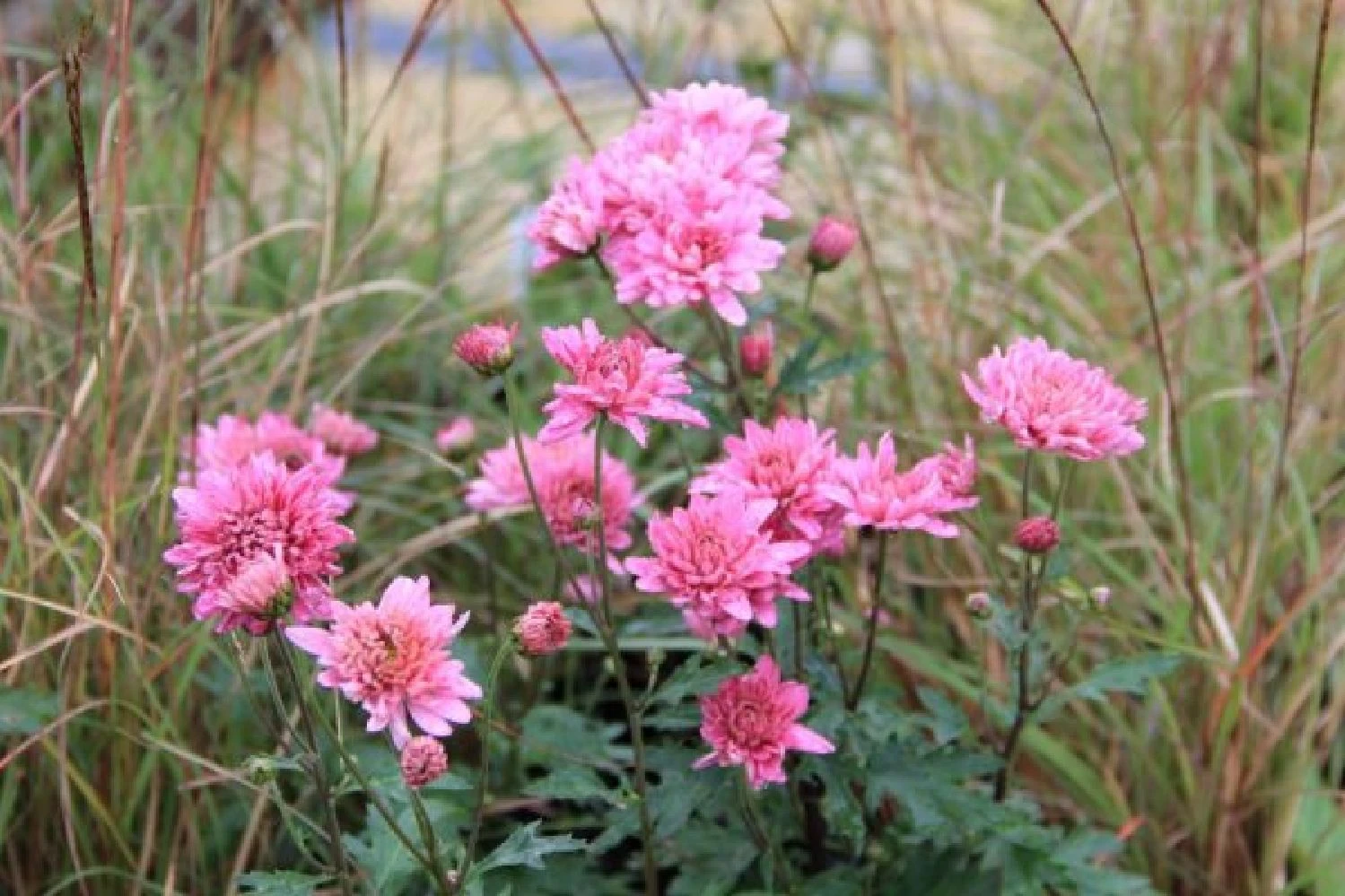 Traumhaftes Terrassenbeet (Doppelte Freude Durch Zwei Ansichtsseiten) 10 Traumhaftes Terrassenbeet (Doppelte Freude Durch Zwei Ansichtsseiten) – Bild 8
