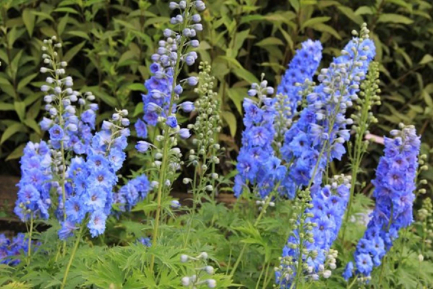 Farbenfrohes Sommerbeet (Leicht Erweiterbare Blütenfreude) 12 Farbenfrohes Sommerbeet (Leicht Erweiterbare Blütenfreude) – Bild 10