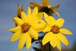 Farbenfrohes Sommerbeet (Leicht Erweiterbare Blütenfreude) 36 Farbenfrohes Sommerbeet (Leicht Erweiterbare Blütenfreude) -Angebote Pflanzen Store 2003047 Farbenfrohes 20Sommerbeet Leicht 20erweiterbare 20Bluetenfreude 15