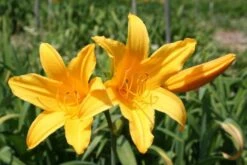 Farbenfrohes Sommerbeet (Leicht Erweiterbare Blütenfreude) 37 Farbenfrohes Sommerbeet (Leicht Erweiterbare Blütenfreude) -Angebote Pflanzen Store 2003047 Farbenfrohes 20Sommerbeet Leicht 20erweiterbare 20Bluetenfreude 16