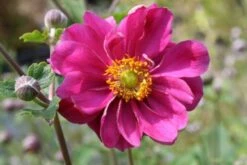 Farbenfrohes Sommerbeet (Leicht Erweiterbare Blütenfreude) 24 Farbenfrohes Sommerbeet (Leicht Erweiterbare Blütenfreude) -Angebote Pflanzen Store 2003047 Farbenfrohes 20Sommerbeet Leicht 20erweiterbare 20Bluetenfreude 3