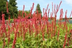 Farbenfrohes Sommerbeet (Leicht Erweiterbare Blütenfreude) 27 Farbenfrohes Sommerbeet (Leicht Erweiterbare Blütenfreude) -Angebote Pflanzen Store 2003047 Farbenfrohes 20Sommerbeet Leicht 20erweiterbare 20Bluetenfreude 6