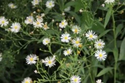 Farbenfrohes Sommerbeet (Leicht Erweiterbare Blütenfreude) 28 Farbenfrohes Sommerbeet (Leicht Erweiterbare Blütenfreude) -Angebote Pflanzen Store 2003047 Farbenfrohes 20Sommerbeet Leicht 20erweiterbare 20Bluetenfreude 7