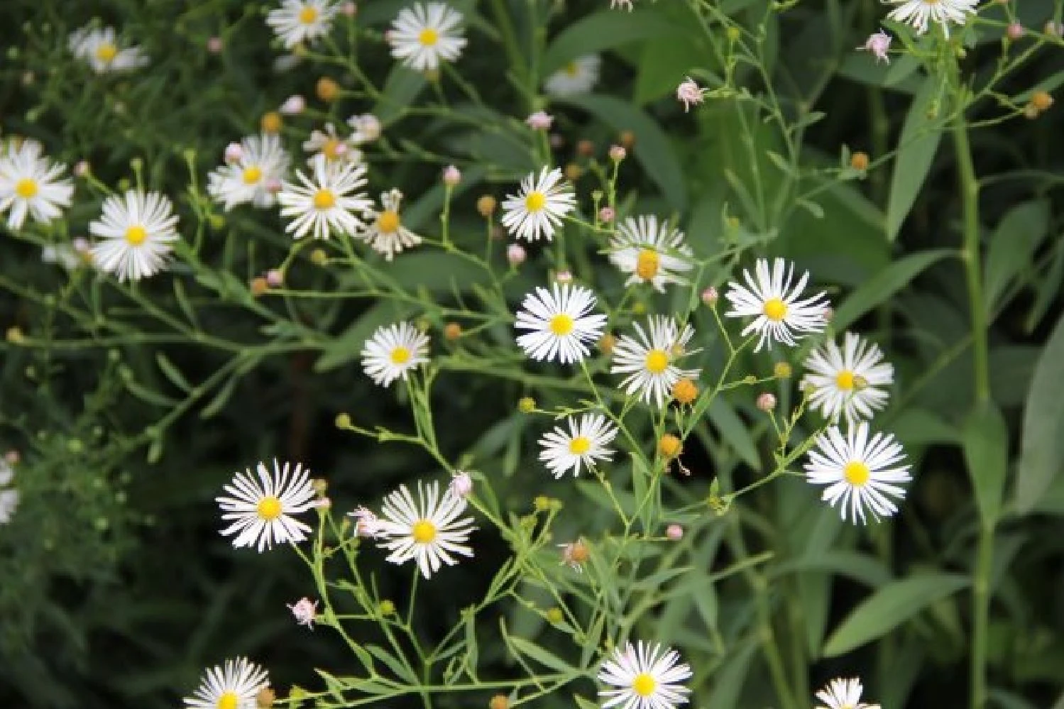 Farbenfrohes Sommerbeet (Leicht Erweiterbare Blütenfreude) 9 Farbenfrohes Sommerbeet (Leicht Erweiterbare Blütenfreude) – Bild 7