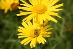 Farbenfrohes Sommerbeet (Leicht Erweiterbare Blütenfreude) 29 Farbenfrohes Sommerbeet (Leicht Erweiterbare Blütenfreude) -Angebote Pflanzen Store 2003047 Farbenfrohes 20Sommerbeet Leicht 20erweiterbare 20Bluetenfreude 8