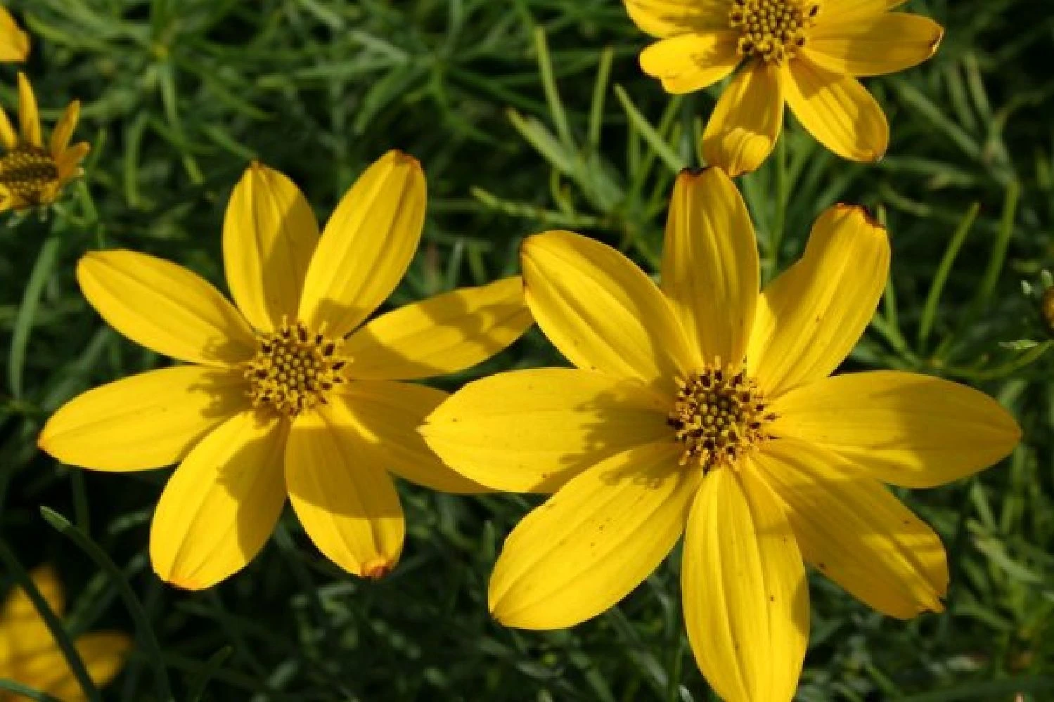 Farbenfrohes Sommerbeet (Leicht Erweiterbare Blütenfreude) 11 Farbenfrohes Sommerbeet (Leicht Erweiterbare Blütenfreude) – Bild 9