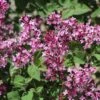 Syringa 'Bloomerang® Dark Purple' (Zwergflieder) -Angebote Pflanzen Store 2003112 Syringa 20Bloomerang 20Dark 20Purple Zwergflieder 1