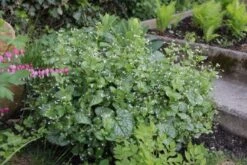 Lauschiger Lieblingsplatz (Hochsommerlicher Rückzugsort) -Angebote Pflanzen Store 2003181 Lauschiger 20Lieblingsplatz Hochsommerlicher 20Rueckzugsort 13