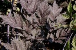 Lauschiger Lieblingsplatz (Hochsommerlicher Rückzugsort) -Angebote Pflanzen Store 2003181 Lauschiger 20Lieblingsplatz Hochsommerlicher 20Rueckzugsort 15