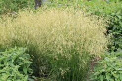 Lauschiger Lieblingsplatz (Hochsommerlicher Rückzugsort) -Angebote Pflanzen Store 2003181 Lauschiger 20Lieblingsplatz Hochsommerlicher 20Rueckzugsort 16