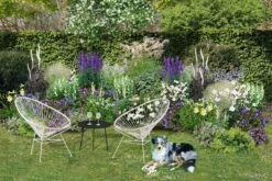 Lauschiger Lieblingsplatz (Hochsommerlicher Rückzugsort) -Angebote Pflanzen Store 2003181 Lauschiger 20Lieblingsplatz Hochsommerlicher 20Rueckzugsort 3