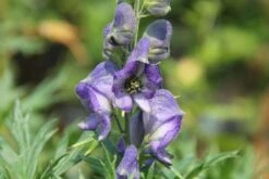 Lauschiger Lieblingsplatz (Hochsommerlicher Rückzugsort) -Angebote Pflanzen Store 2003181 Lauschiger 20Lieblingsplatz Hochsommerlicher 20Rueckzugsort 5