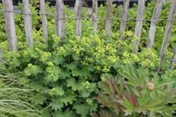 Lauschiger Lieblingsplatz (Hochsommerlicher Rückzugsort) -Angebote Pflanzen Store 2003181 Lauschiger 20Lieblingsplatz Hochsommerlicher 20Rueckzugsort 6