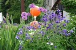 Lauschiger Lieblingsplatz (Hochsommerlicher Rückzugsort) -Angebote Pflanzen Store 2003181 Lauschiger 20Lieblingsplatz Hochsommerlicher 20Rueckzugsort 8