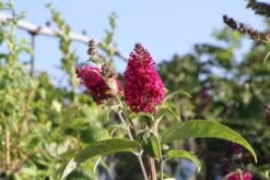 Buddleja Davidii 'Funky Fuchsia' (Sommerflieder)