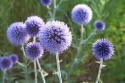 Buntes Bienenparadies (Nektarsegen Für Biene, Hummel, Schmetterling & Co.) -Angebote Pflanzen Store 2003234 Buntes 20Bienenparadies Nektarsegen 20fuer 20Biene 20Hummel 20Schmetterling 20 20Co 11