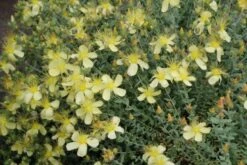 Buntes Bienenparadies (Nektarsegen Für Biene, Hummel, Schmetterling & Co.) -Angebote Pflanzen Store 2003234 Buntes 20Bienenparadies Nektarsegen 20fuer 20Biene 20Hummel 20Schmetterling 20 20Co 14