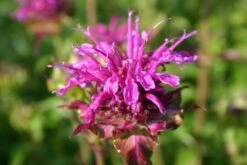 Buntes Bienenparadies (Nektarsegen Für Biene, Hummel, Schmetterling & Co.) -Angebote Pflanzen Store 2003234 Buntes 20Bienenparadies Nektarsegen 20fuer 20Biene 20Hummel 20Schmetterling 20 20Co 15