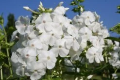 Buntes Bienenparadies (Nektarsegen Für Biene, Hummel, Schmetterling & Co.) -Angebote Pflanzen Store 2003234 Buntes 20Bienenparadies Nektarsegen 20fuer 20Biene 20Hummel 20Schmetterling 20 20Co 17