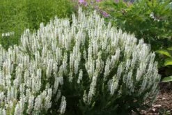 Buntes Bienenparadies (Nektarsegen Für Biene, Hummel, Schmetterling & Co.) -Angebote Pflanzen Store 2003234 Buntes 20Bienenparadies Nektarsegen 20fuer 20Biene 20Hummel 20Schmetterling 20 20Co 18