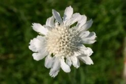 Buntes Bienenparadies (Nektarsegen Für Biene, Hummel, Schmetterling & Co.) -Angebote Pflanzen Store 2003234 Buntes 20Bienenparadies Nektarsegen 20fuer 20Biene 20Hummel 20Schmetterling 20 20Co 19