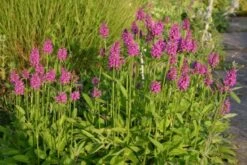 Buntes Bienenparadies (Nektarsegen Für Biene, Hummel, Schmetterling & Co.) -Angebote Pflanzen Store 2003234 Buntes 20Bienenparadies Nektarsegen 20fuer 20Biene 20Hummel 20Schmetterling 20 20Co 20