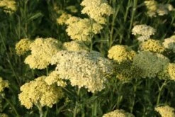 Buntes Bienenparadies (Nektarsegen Für Biene, Hummel, Schmetterling & Co.) -Angebote Pflanzen Store 2003234 Buntes 20Bienenparadies Nektarsegen 20fuer 20Biene 20Hummel 20Schmetterling 20 20Co 4