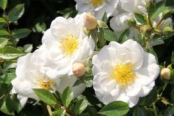 Buntes Bienenparadies (Nektarsegen Für Biene, Hummel, Schmetterling & Co.) -Angebote Pflanzen Store 2003234 Buntes 20Bienenparadies Nektarsegen 20fuer 20Biene 20Hummel 20Schmetterling 20 20Co 7