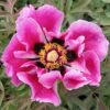 Paeonia Rockii 'Ri Yue Tong Hui' (Strauchpfingstrose 'Sonnen- Und Mondgleiche') -Angebote Pflanzen Store 2003259 Paeonia 20rockii 20Ri 20Yue 20Tong 20Hui Strauchpfingstrose 20Sonnen 20und 20Mondgleiche 1 2ac0689c 92be 4991 a636 e24b2975b827