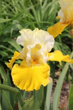 Iris Barbata-Elatior 'Cathedrale De Chichester' (Hohe Bartschwertlilie)