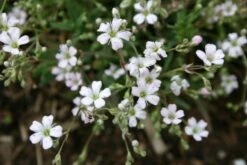 Das Hangbeet (Clevere Bepflanzung Für Schräge Flächen) -Angebote Pflanzen Store 2003344 Das 20Hangbeet Clevere 20Bepflanzung 20fuer 20schraege 20Flaechen 12