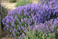 Das Hangbeet (Clevere Bepflanzung Für Schräge Flächen) -Angebote Pflanzen Store 2003344 Das 20Hangbeet Clevere 20Bepflanzung 20fuer 20schraege 20Flaechen 15