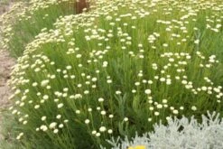 Das Hangbeet (Clevere Bepflanzung Für Schräge Flächen) -Angebote Pflanzen Store 2003344 Das 20Hangbeet Clevere 20Bepflanzung 20fuer 20schraege 20Flaechen 16